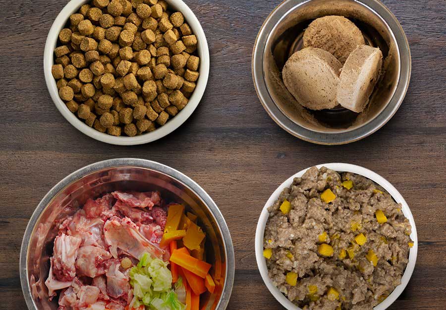 What Should I Feed My Dog? A Beginners Guide to Dog Food